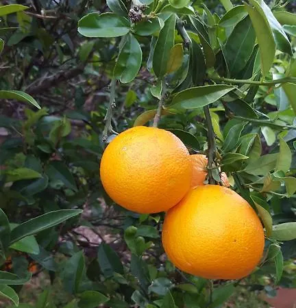Katija